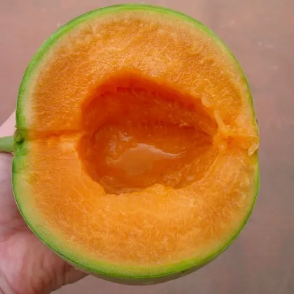 Meloun Cantaloupe - prodej semen melounu - 5 ks