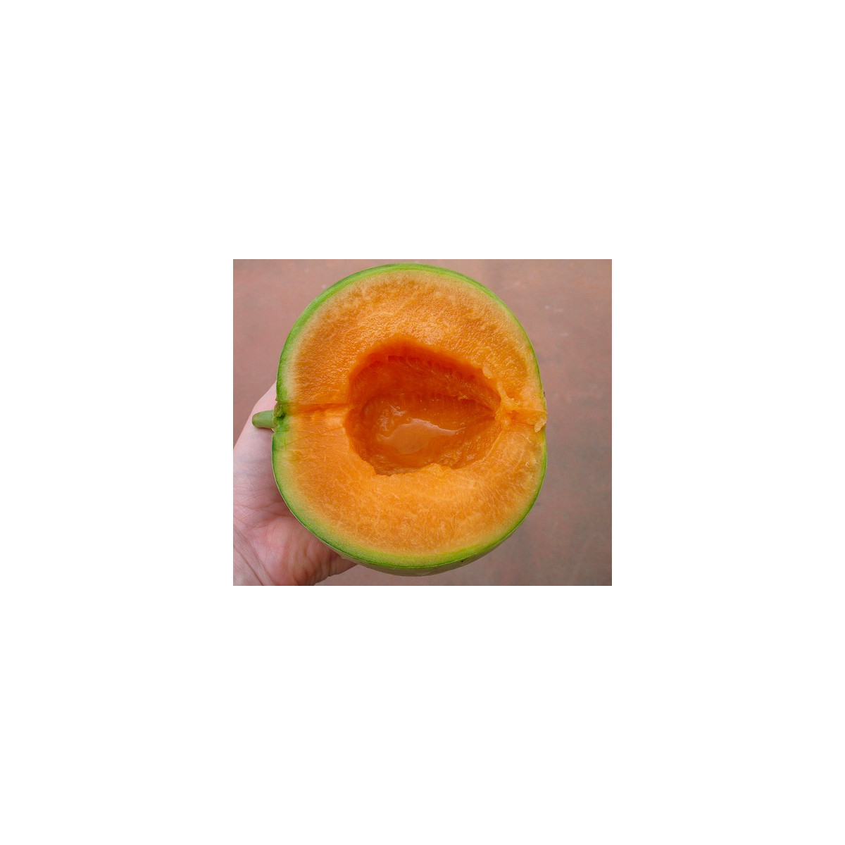 Meloun Cantaloupe - prodej semen melounu - 5 ks