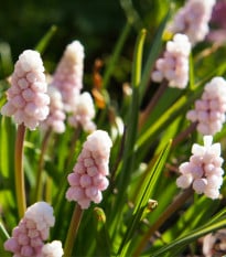 Modřenec růžový Pink Sunrise - Muscari - prodej cibulovin - 2 ks