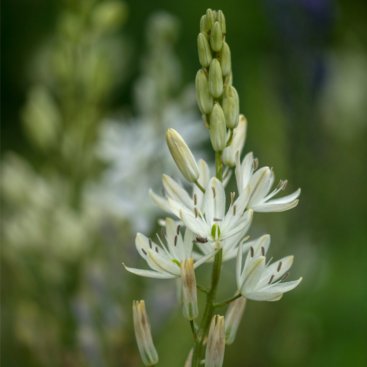 Ladoník bílý - Camassia alba - prodej cibulovin - 2 ks