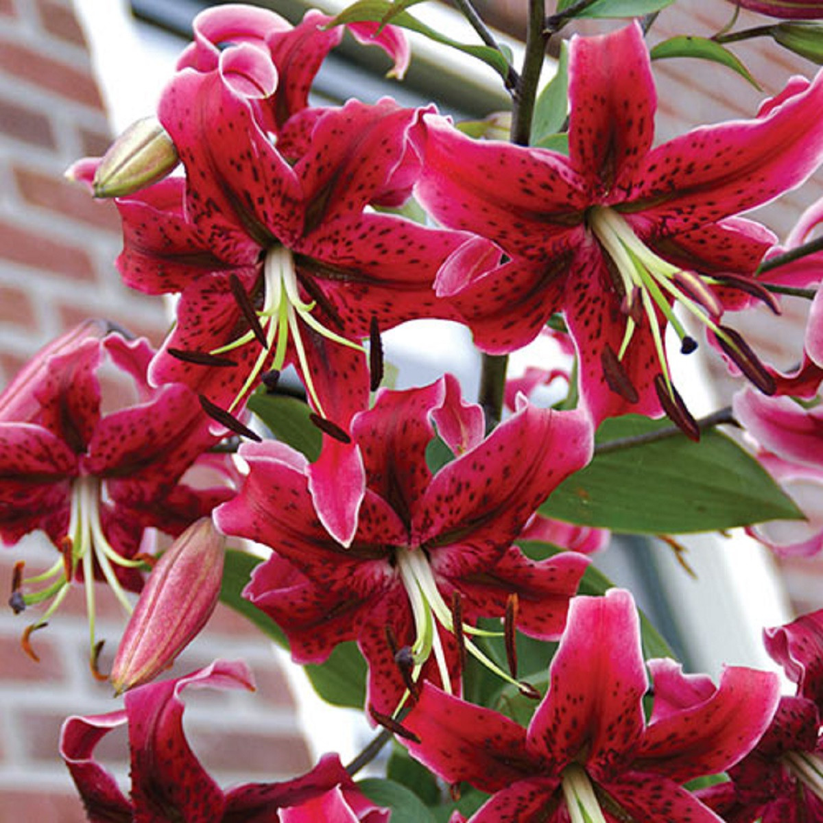 Lilie Miss Feya - Lilium - prodej cibulovin - 1 ks