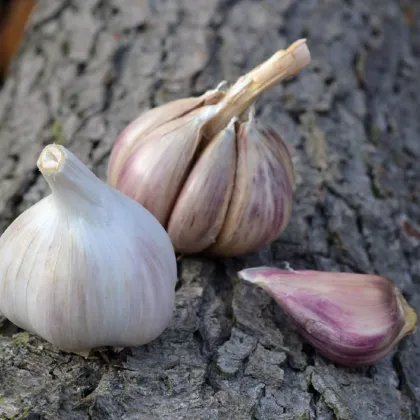 Sadbový česnek Rusinka - Allium sativum - paličák - prodej cibulí česneku - 1 balení