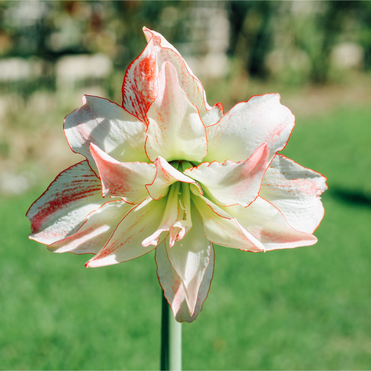 Hvězdník Aphrodite - Hippeastrum - prodej cibulovin - 1 ks