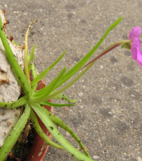 Tučnice mexická - Pinguicula moctezumae - prodej semen - 13 ks