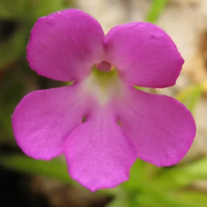 Tučnice mexická - Pinguicula moctezumae - prodej semen - 13 ks