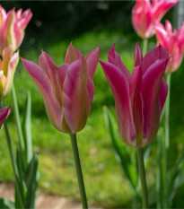 Tulipán Dolls Minuet - Tulipa - prodej cibulovin - 3 ks