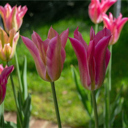 Tulipán Dolls Minuet - Tulipa - prodej cibulovin - 3 ks