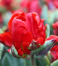 Tulipán Rococo - Tulipa - prodej cibulovin - 3 ks