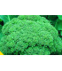 Brokolice Calabrese - Brassica oleracea L. - prodej semen brokolice - 0,9 gr