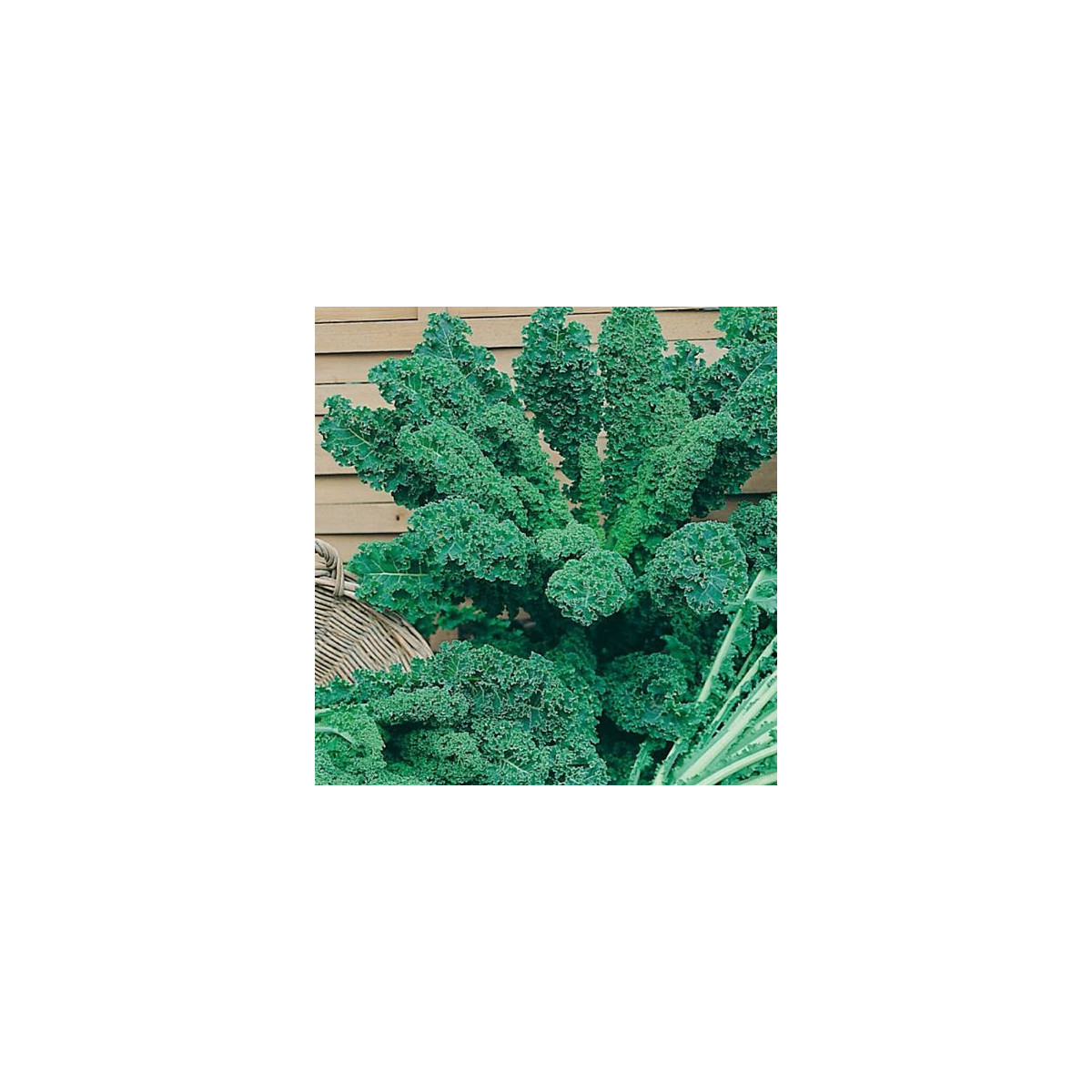 Kadeřávek zelený - semena kadeřávku - 0,9 gr