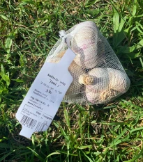 Sadbový česnek Janko - Allium sativum - paličák - prodej cibulí česneku - 1 balení