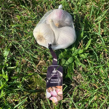 Sadbový česnek Rusinka - Allium sativum - paličák - prodej cibulí česneku - 1 balení