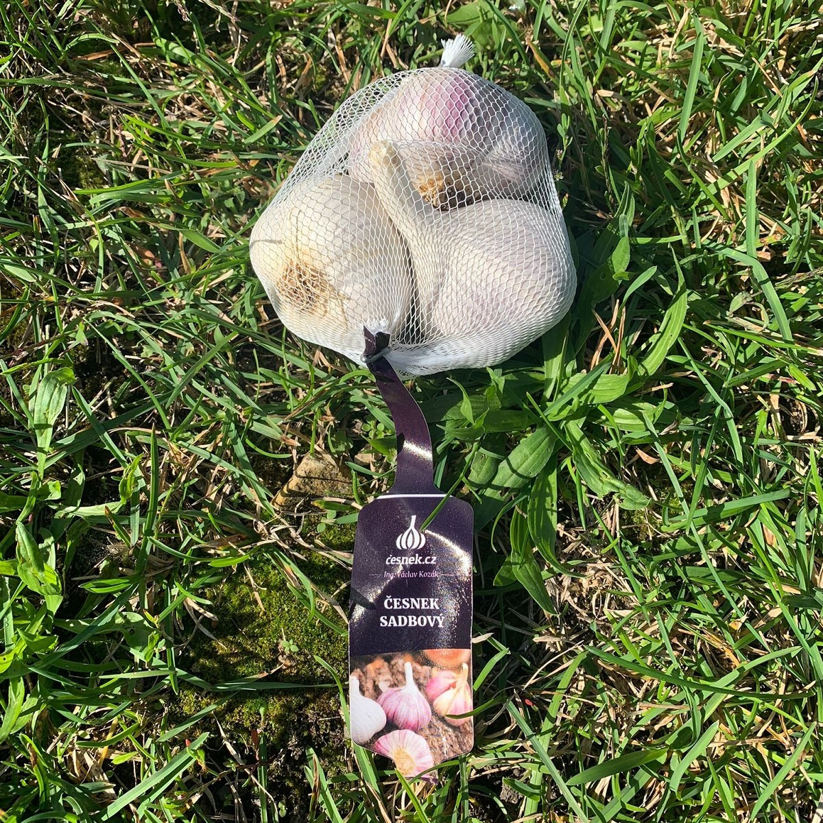 Sadbový česnek Rusinka - Allium sativum - paličák - prodej cibulí česneku - 1 balení