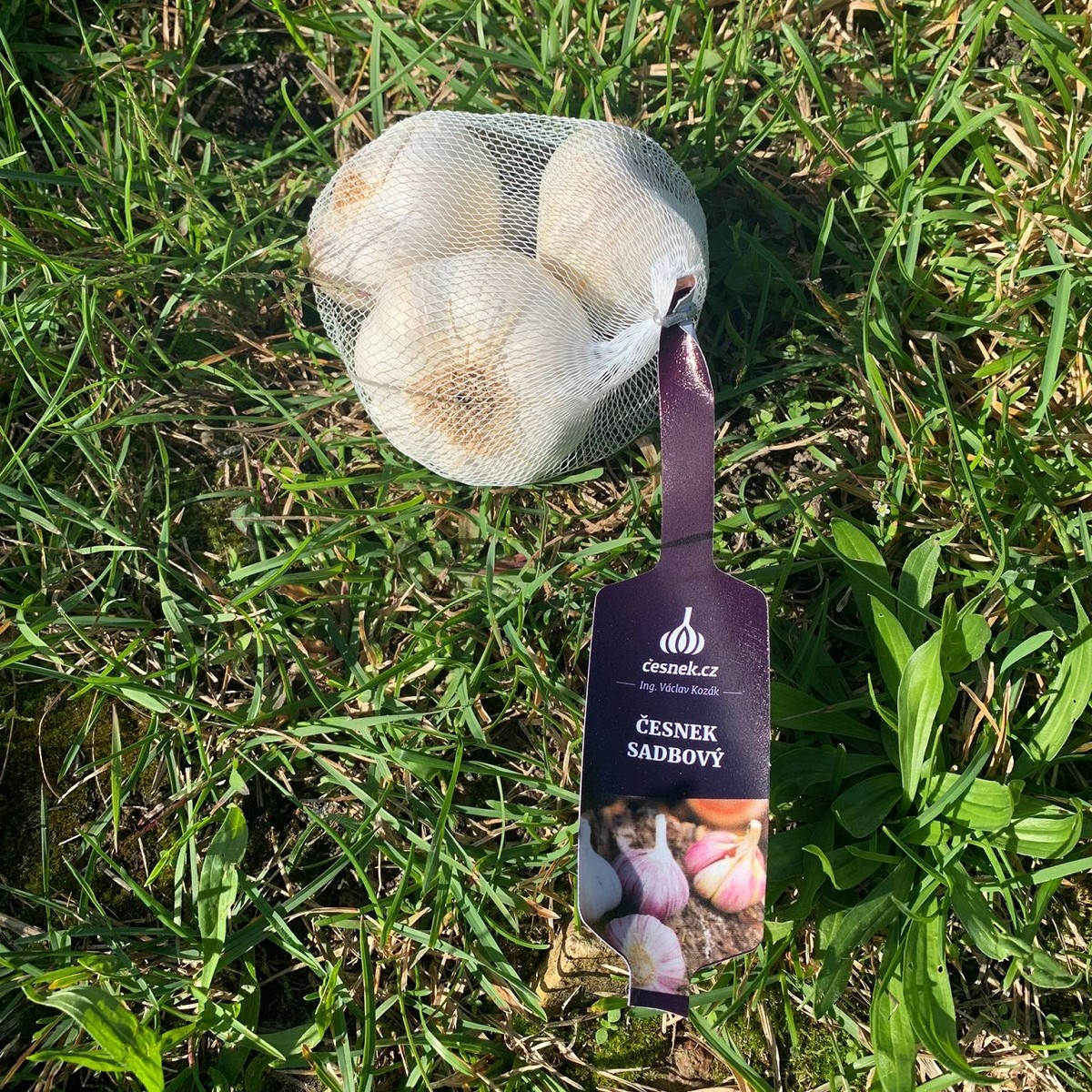 Sadbový česnek Lukan - Allium sativum - nepaličák - prodej cibulí česneku - 1 balení