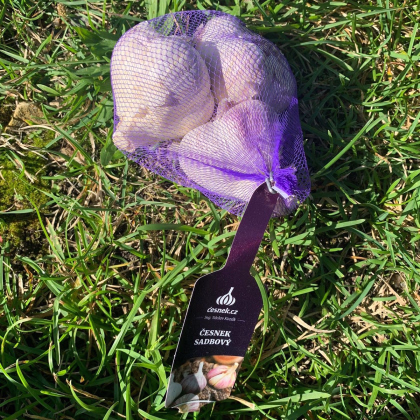 Sadbový česnek Havran - Allium sativum - paličák - prodej cibulí česneku - 1 balení