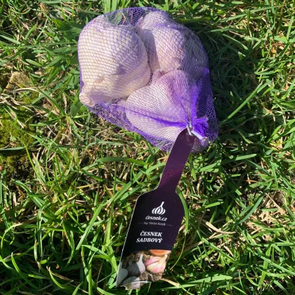 Sadbový česnek Havran - Allium sativum - paličák - prodej cibulí česneku - 1 balení