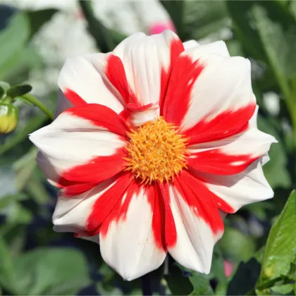 Jiřinka Fire and Ice - Dahlia hybrida - prodej cibulovin - 1 ks