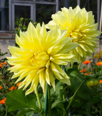 Jiřinka Kenemerland žlutá - Dahlia - prodej cibulovin - 1 ks