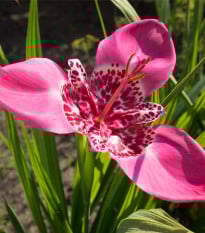 Tygřice růžová - Tigris Lilacea - prodej cibulovin - 3 ks