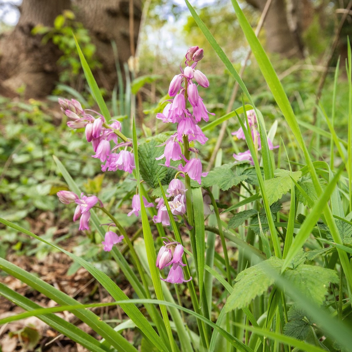 Hyacintovec španělský růžový - Hyacinthoides hispanica - prodej cibulovin - 5 ks
