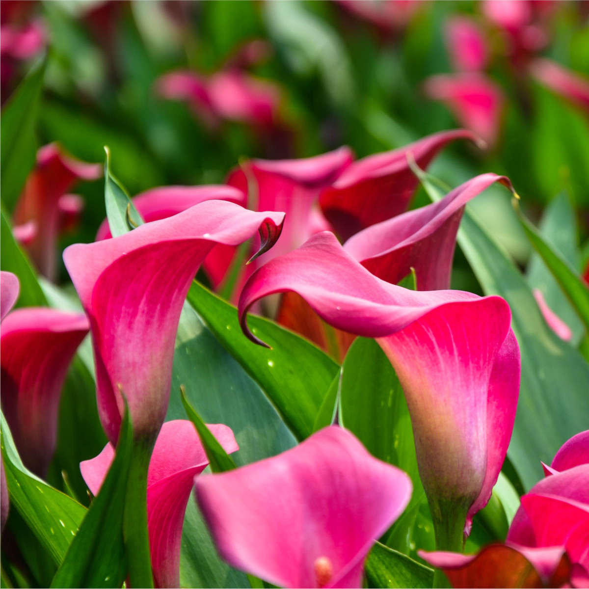 Kala Red Alert -  Zantedeschia - prodej cibulovin - 1 ks