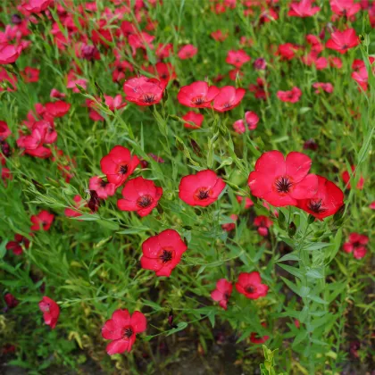 Len červený velkokvětý - Linum grandiflorum - prodej semen - 140 ks