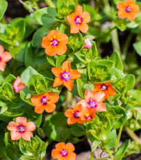 Drchnička rolní - Anagallis arvensis - prodej semen - 20 ks