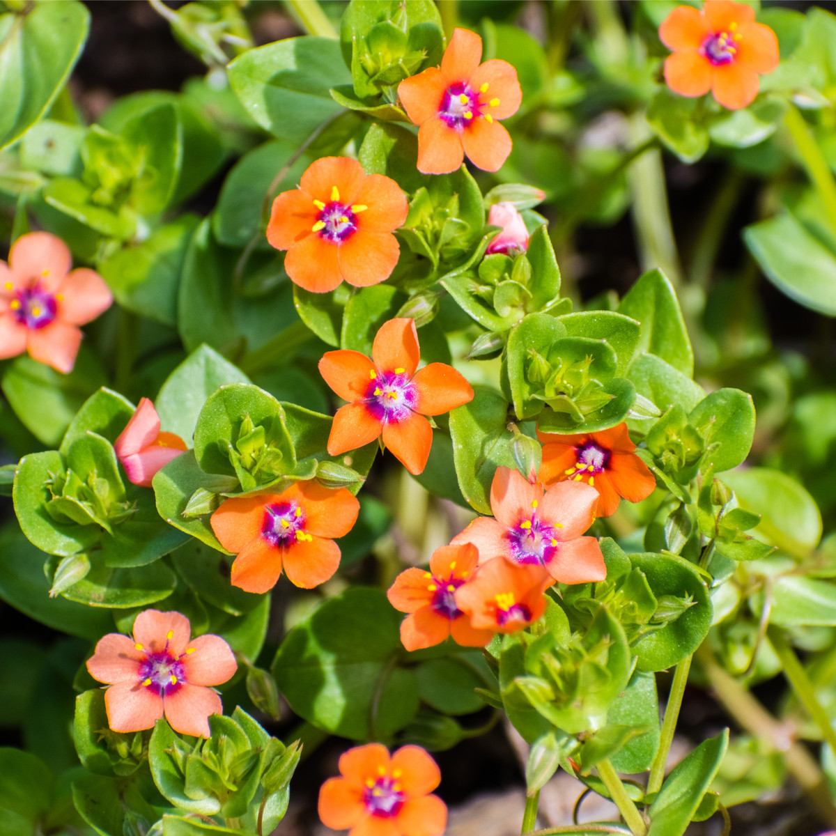 Drchnička rolní - Anagallis arvensis - prodej semen - 20 ks