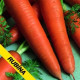 Mrkev Rubina - prodej semen Daucus carota - 1 gr