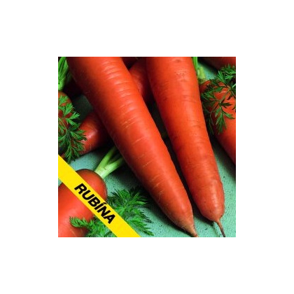 Mrkev Rubina - prodej semen Daucus carota - 1 gr