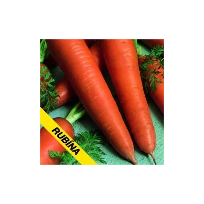 Mrkev Rubina - prodej semen Daucus carota - 1 gr