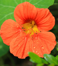 Lichořeřišnice Princess of India - Tropaeolum minus - prodej semen lichořeřišnice - 15 ks