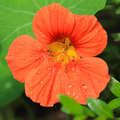 Lichořeřišnice Princess of India - Tropaeolum minus - prodej semen lichořeřišnice - 15 ks