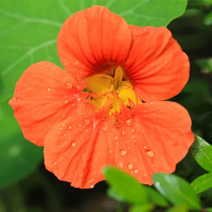Lichořeřišnice Princess of India - Tropaeolum minus - prodej semen lichořeřišnice - 15 ks