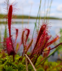 Rosnatka kapská Dark maroon - Drosera capensis - prodej semen - 10 ks