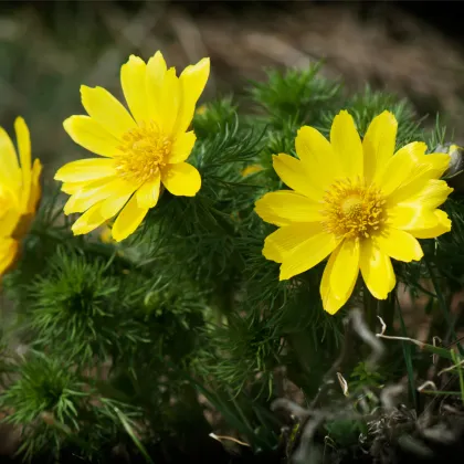 Hlaváček jarní - Adonis vernalis - prodej semen - 10 ks