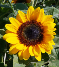 Slunečnice Fantazie Mix F1 - Helianthus annuus - prodej semen - 6 ks