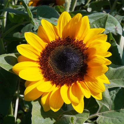 Slunečnice Fantazie Mix - Helianthus annuus - prodej semen - 6 ks