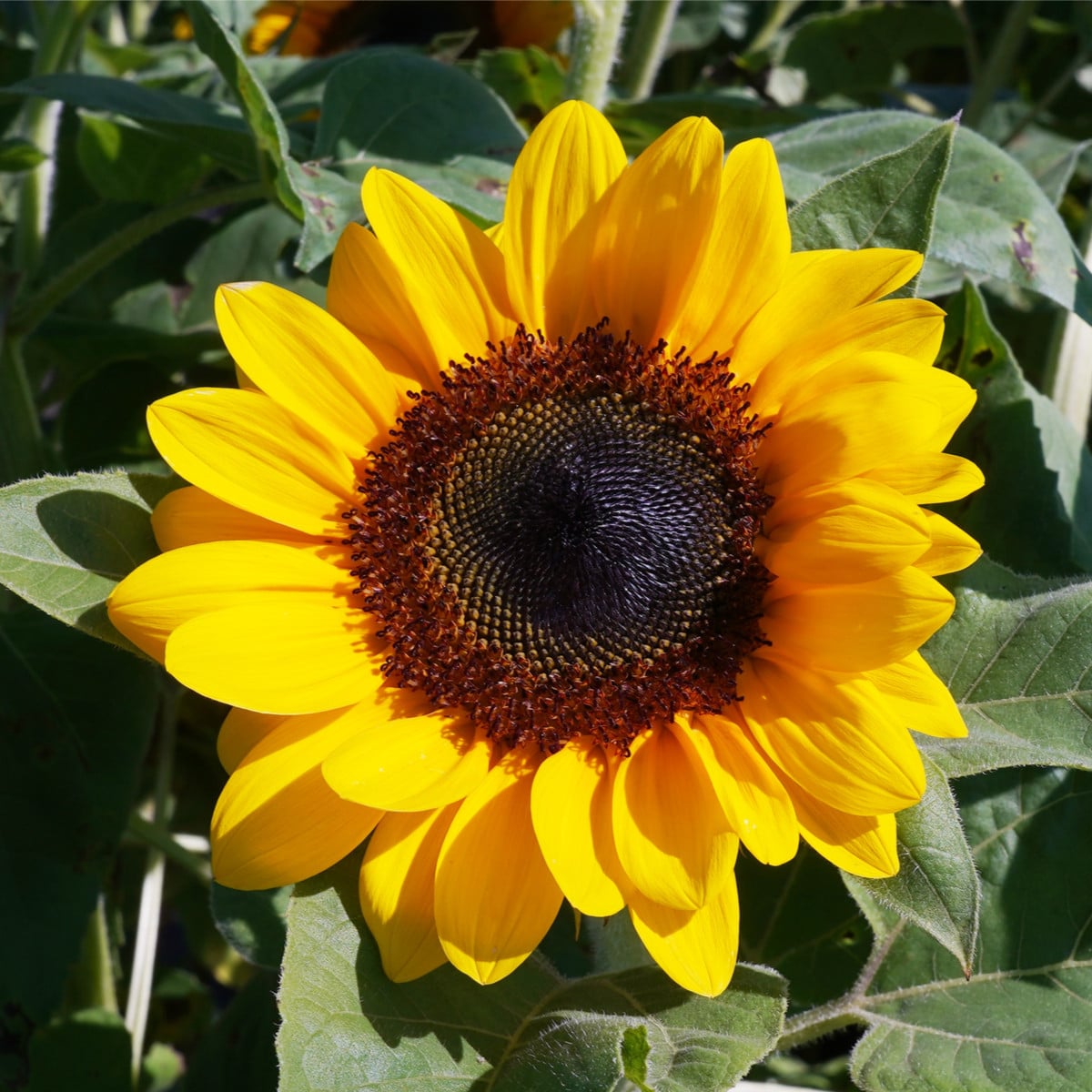 Slunečnice Fantazie Mix F1 - Helianthus annuus - prodej semen - 6 ks