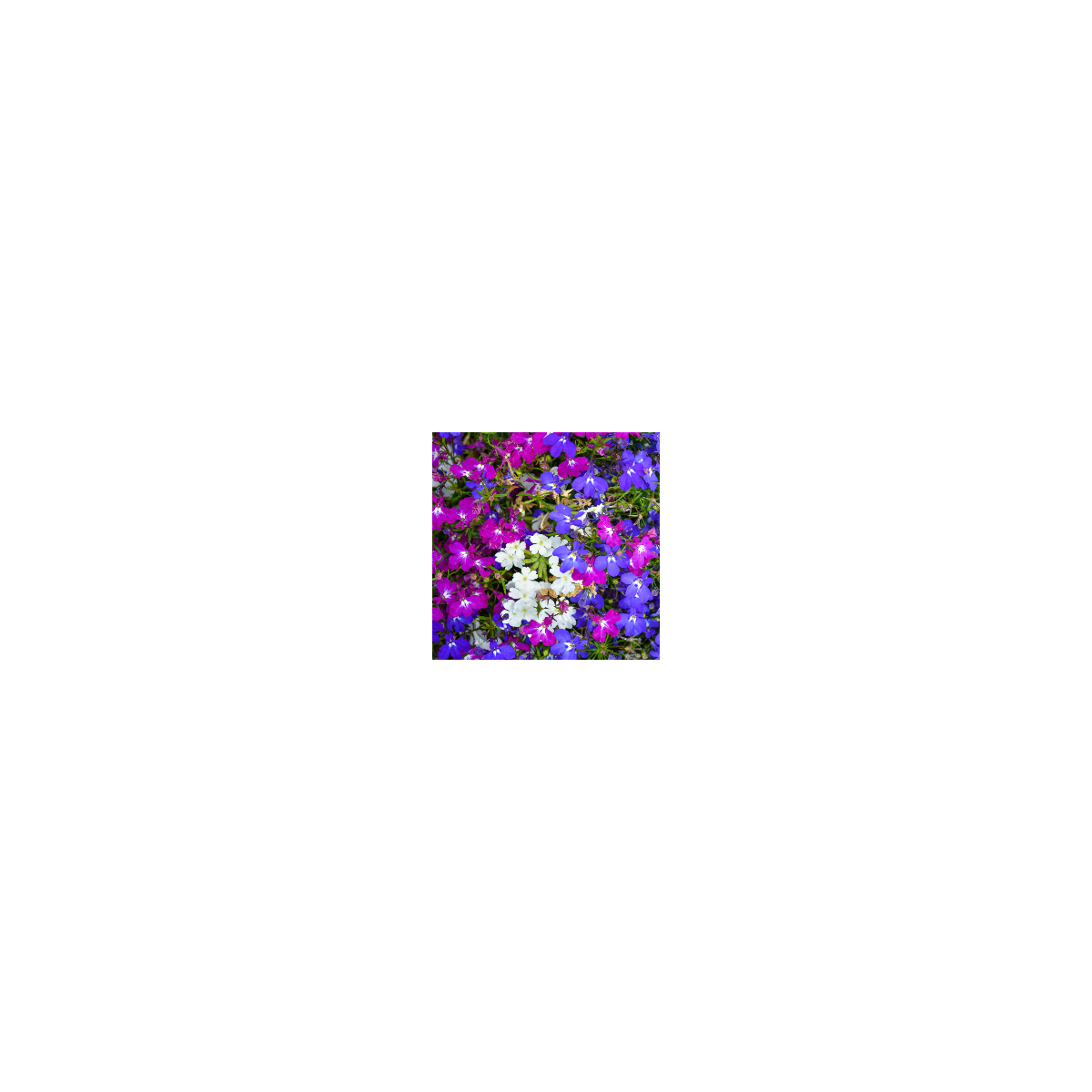 Lobelka převislá Color Cascade - Lobelia erinus pendula - prodej semen - 500 ks