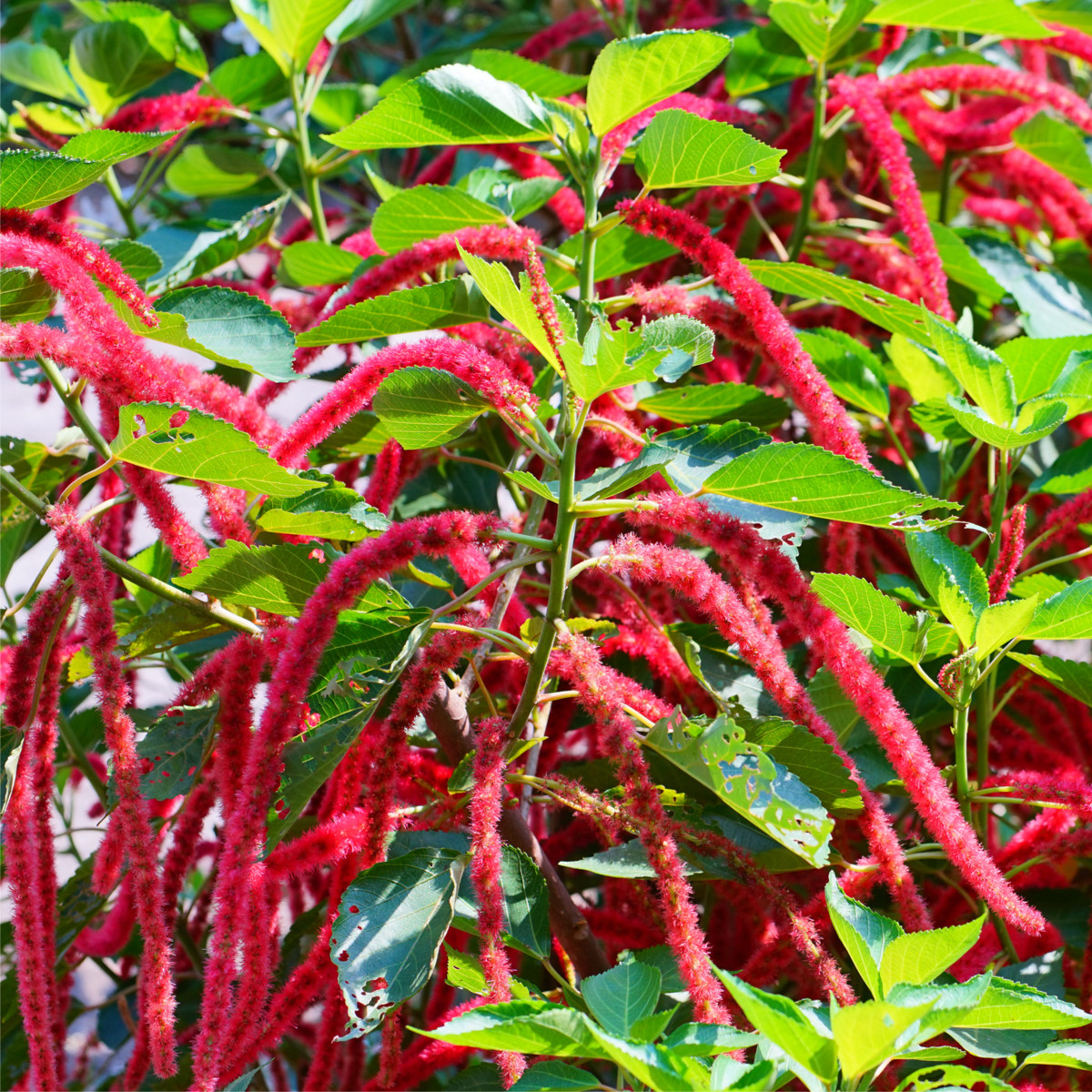 Laskavec ocasatý - Amaranthus caudatus - prodej semen - 300 ks