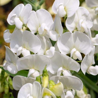 Hrachor pnoucí královský bílý - Lathyrus odoratus - prodej semen - 20 ks