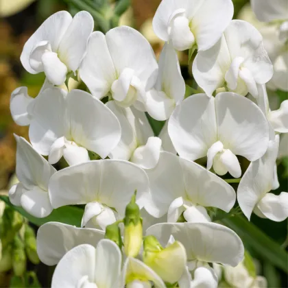 Hrachor pnoucí královský bílý - Lathyrus odoratus - prodej semen - 20 ks
