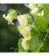 Vilec šplhavý bílý - Cobaea scandens - prodej semen - 7 ks