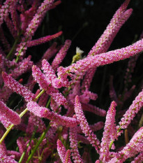 Limonka Suworova růžová - Limonium suworowii - prodej semen - 600 ks