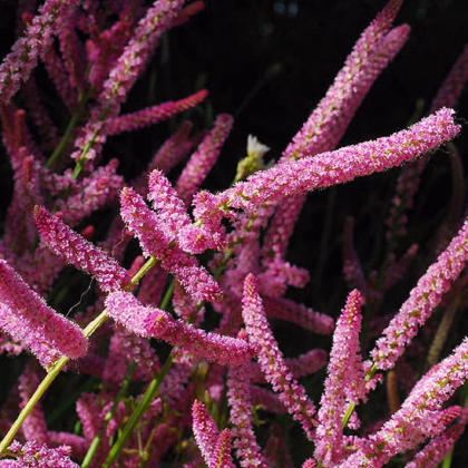 Limonka Suworova růžová - Limonium suworowii - prodej semen - 600 ks