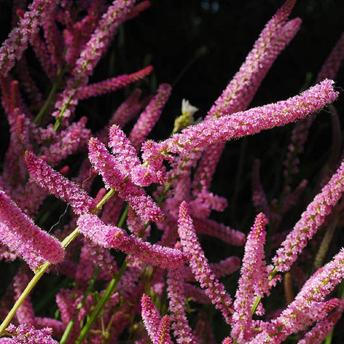 Limonka Suworova růžová - Limonium suworowii - prodej semen - 600 ks