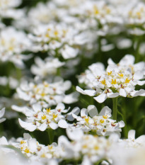 Iberka Gibraltarská - Iberis gibraltarica - prodej semen - 35 ks