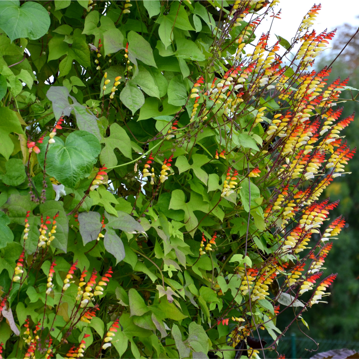 Kvamoklit pnoucí - Quamoclit lobata - prodej semen - 20 ks