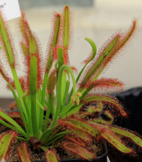 Rosnatka kapská Compact Rosette - Drosera capensis - prodej semen - 15 ks